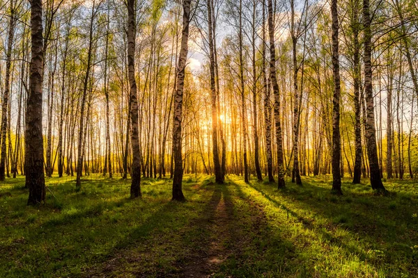 Sonnenuntergang Oder Sonnenaufgang Einem Birkenwald Mit Hellem Jungen Laub Das — Stockfoto