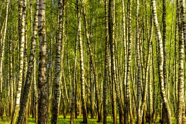 Pôr Sol Amanhecer Uma Floresta Vidoeiro Primavera Com Folhagem Jovem — Fotografia de Stock