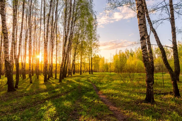 Naplemente Vagy Hajnal Egy Tavaszi Nyírfa Erdőben Fényes Fiatal Lombozattal — Stock Fotó