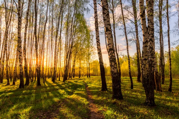 Pôr Sol Amanhecer Uma Floresta Vidoeiro Primavera Com Folhagem Jovem — Fotografia de Stock