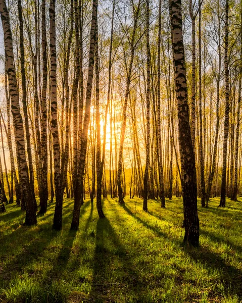 Sonnenuntergang Oder Sonnenaufgang Einem Birkenwald Mit Hellem Jungen Laub Das — Stockfoto
