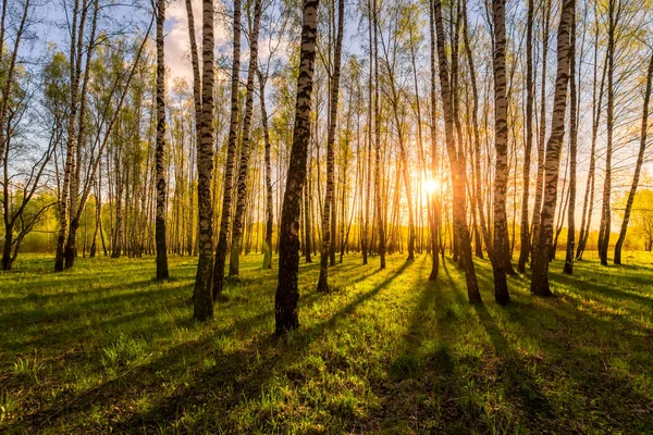 Закат Рассвет Весеннем Березовом Лесу Яркой Молодой Листвой Светящейся Лучах — стоковое фото