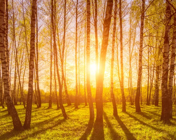 Naplemente Vagy Hajnal Egy Tavaszi Nyírfa Erdőben Fényes Fiatal Lombozattal — Stock Fotó