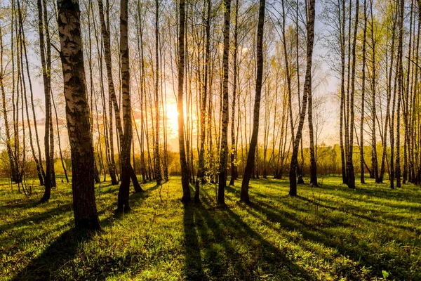 Sonnenuntergang Oder Sonnenaufgang Einem Birkenwald Mit Hellem Jungen Laub Das — Stockfoto