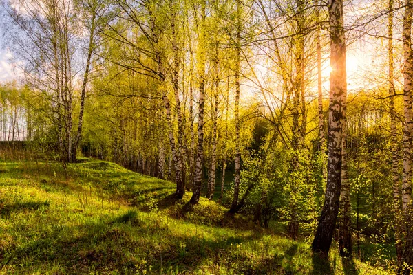 Pôr Sol Amanhecer Uma Floresta Vidoeiro Primavera Com Folhagem Jovem — Fotografia de Stock