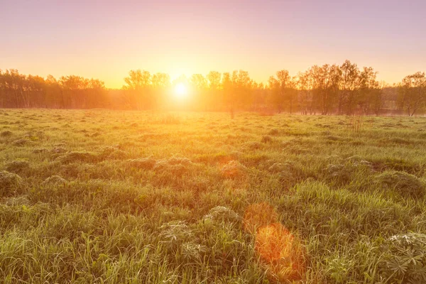 Ανατολή Ηλιοβασίλεμα Ένα Πεδίο Άνοιξη Πράσινο Γρασίδι Λαχανάκια Λούπινου Σημύδες — Φωτογραφία Αρχείου