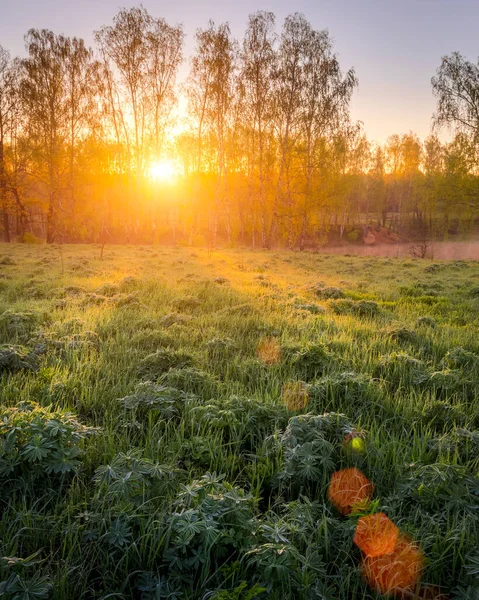 Lever Coucher Soleil Dans Champ Printanier Avec Herbe Verte Germes — Photo