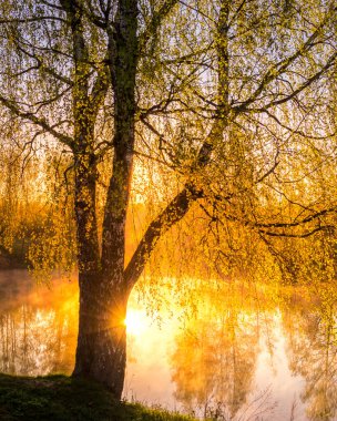 Güneş doğar ya da batar huş ağaçları arasında, gölün yanında genç yapraklar, sisle kaplı suya yansıyor. Güneş ağaçların dallarında parlıyor..