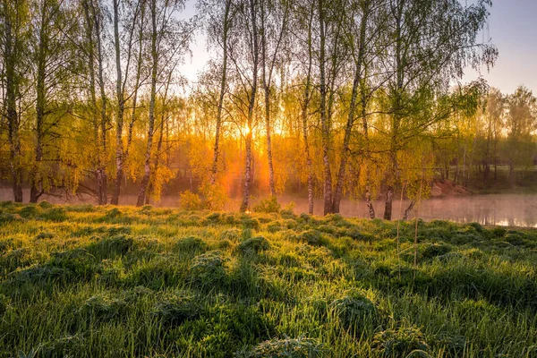 Восход Закат Солнца Весеннем Поле Зеленой Травой Люпинами Березами Туманом — стоковое фото