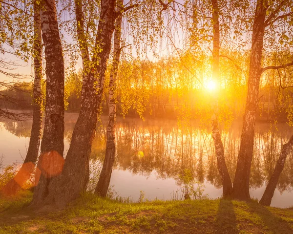 Güneş Doğar Batar Huş Ağaçları Arasında Gölün Yanında Genç Yapraklar — Stok fotoğraf