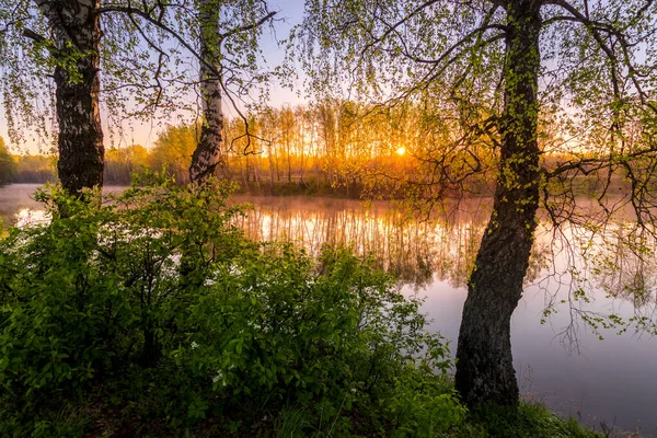 Nascer Sol Pôr Sol Entre Bétulas Com Folhas Jovens Perto — Fotografia de Stock