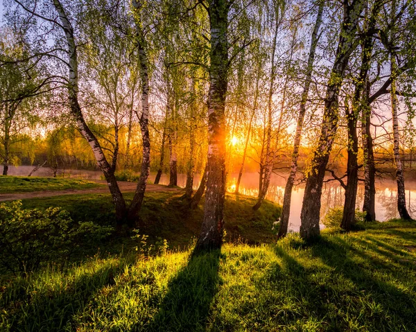 Sonnenaufgang Oder Sonnenuntergang Zwischen Birken Mit Jungen Blättern Der Nähe — Stockfoto