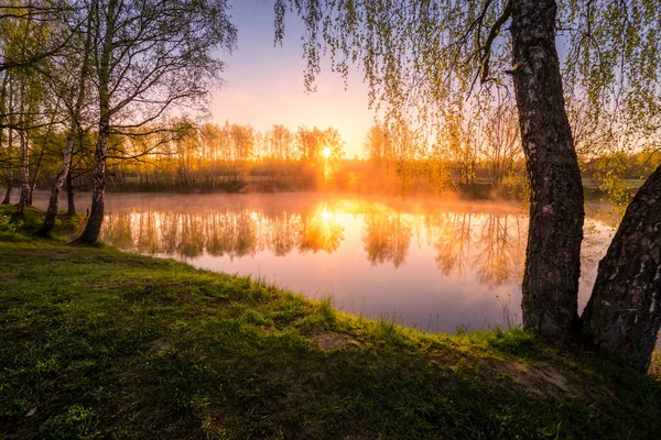 Alba Tramonto Tra Betulle Con Foglie Giovani Vicino Uno Stagno — Foto Stock