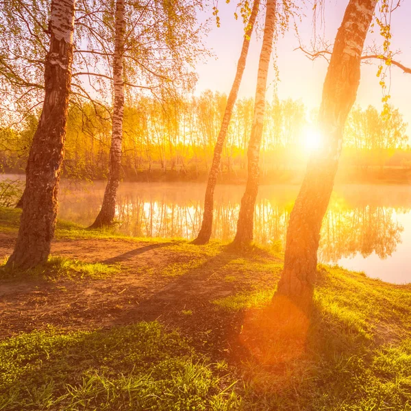 Güneş Doğar Batar Huş Ağaçları Arasında Gölün Yanında Genç Yapraklar — Stok fotoğraf