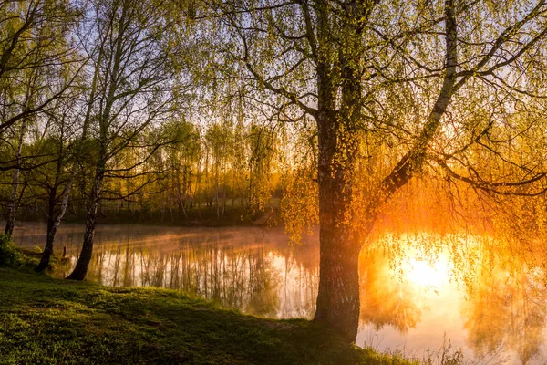 落日或日落在池塘边的白桦树间 幼叶映衬在被雾覆盖的水中 阳光透过树枝闪烁着 — 图库照片