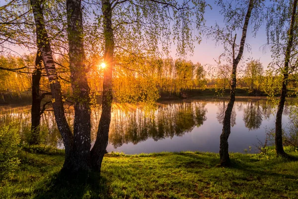 Sunrise Sunset Birches Young Leaves Pond Reflected Water Covered Fog — Stock Photo, Image