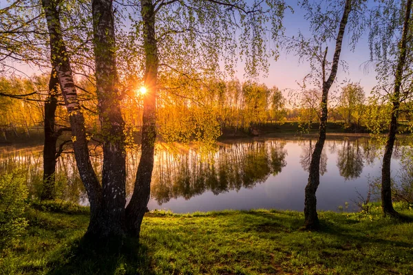 Amanecer Atardecer Entre Abedules Con Hojas Jóvenes Cerca Estanque Reflejado —  Fotos de Stock