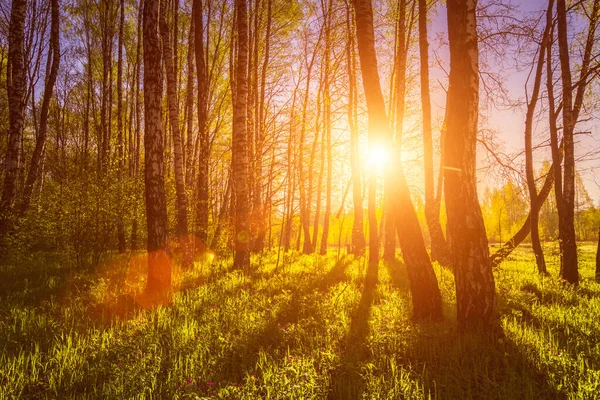 Soluppgång Eller Solnedgång Vårbjörkskog Med Solstrålar Som Skiner Genom Trädstammar — Stockfoto