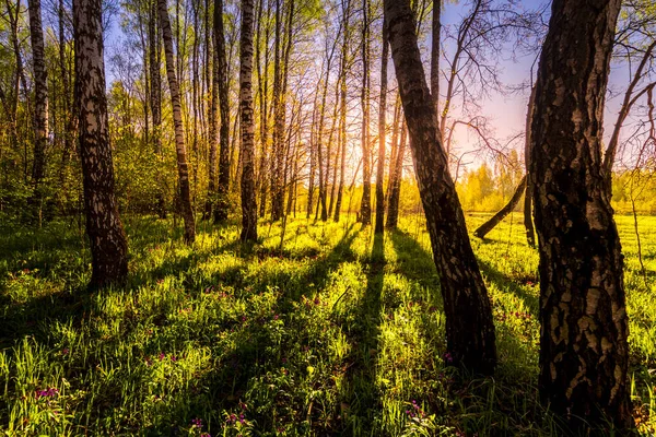 Sunrise or sunset in a spring birch forest with rays of sun shining through tree trunks by shadows and young green grass. Misty morning landscape.