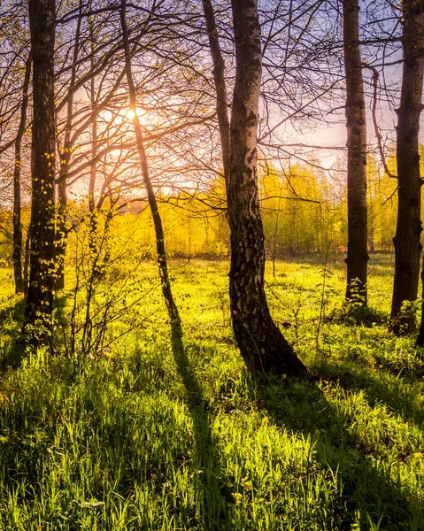 Sunrise or sunset in a spring birch forest with rays of sun shining through tree trunks by shadows and young green grass. Misty morning landscape.