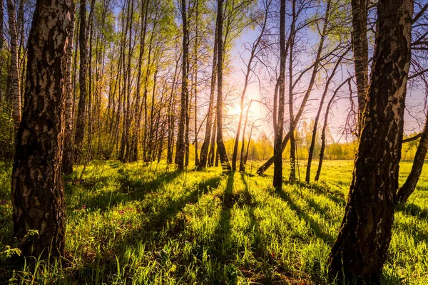 Sonnenaufgang Oder Sonnenuntergang Einem Frühlingshaften Birkenwald Mit Sonnenstrahlen Die Durch — Stockfoto