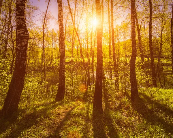 Soluppgång Eller Solnedgång Vårbjörkskog Med Solstrålar Som Skiner Genom Trädstammar — Stockfoto