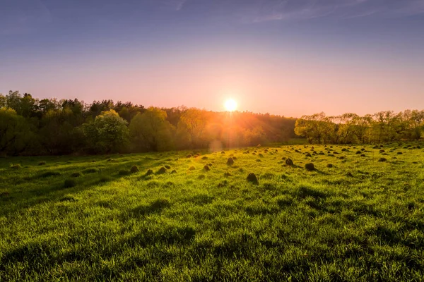 Solnedgång Eller Gryning Ett Vårfält Med Grönt Gräs Pilträd Och — Stockfoto