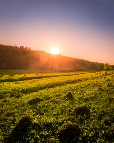 Solnedgång Eller Gryning Ett Vårfält Med Grönt Gräs Stig Med — Stockfoto