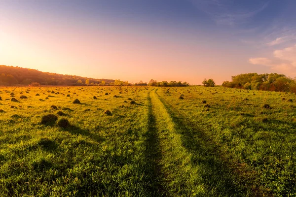 Sonnenuntergang Oder Sonnenaufgang Einem Frühlingsfeld Mit Grünem Gras Einem Weg — Stockfoto