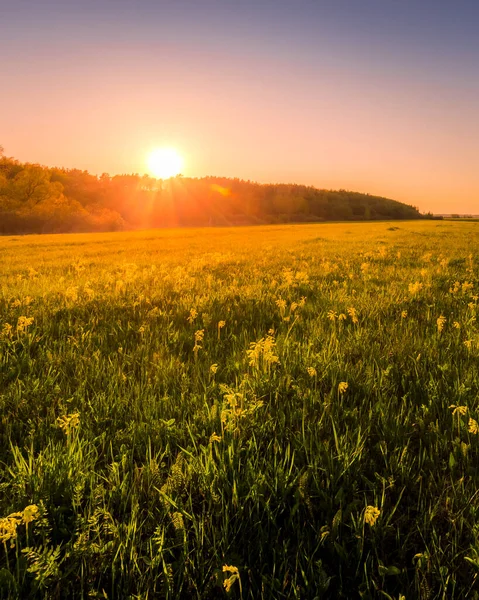 Puesta Sol Amanecer Campo Primavera Con Hierba Verde Sauces Cielo — Foto de Stock