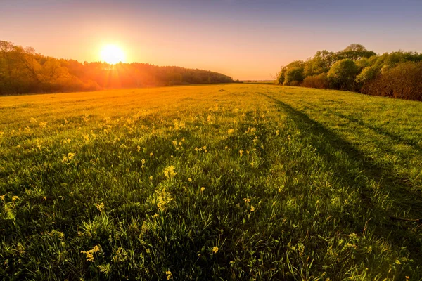 Sunset Dawn Spring Field Green Grass Path Tire Marks Willows — Stock Photo, Image