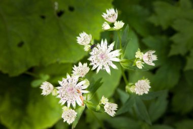Avusturya Alpleri'nde dağ çiçekleri