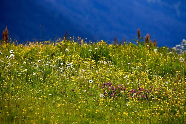 Mountain blommor i de österrikiska Alperna — Stockfoto