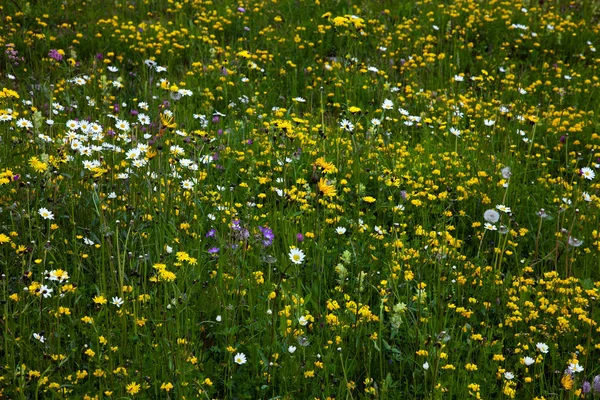 Fiori di montagna nelle Alpi austriache — Foto Stock