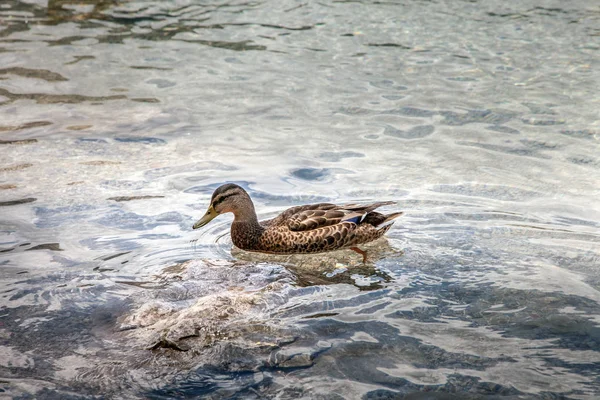 Pato selvagem fêmea no lago Eibsee, Alemanha — Fotografia de Stock