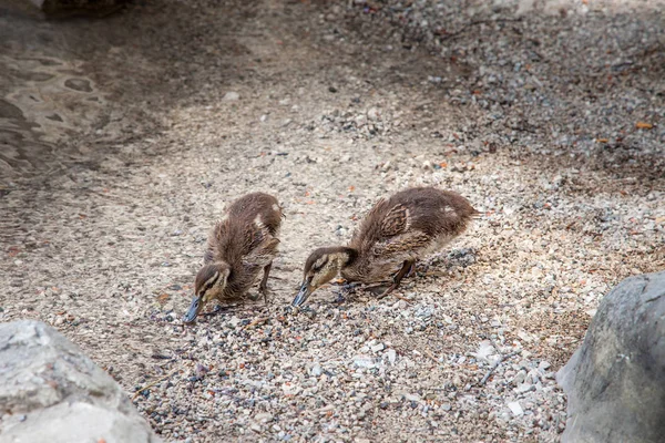 Patos bebés numa pequena praia rochosa em Eibsee, Alemanha — Fotografia de Stock