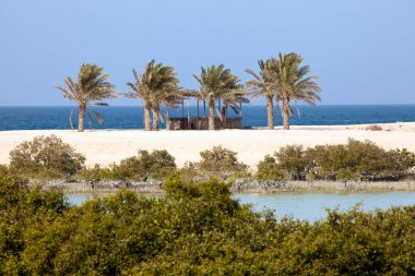 Mangrovlar ve palmiye ağaçlarının efendim Bani Yas Island, Birleşik Arap Emirlikleri
