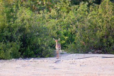 Küçük ceylan efendim Bani Yas Island, Birleşik Arap Emirlikleri