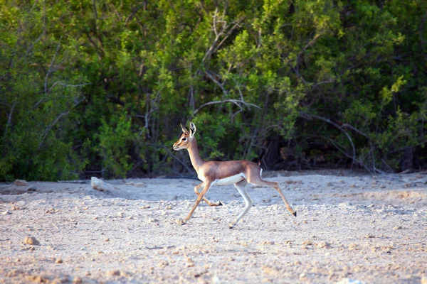 Small gazelle on Sir Bani Yas island, UAE — Stock Photo, Image