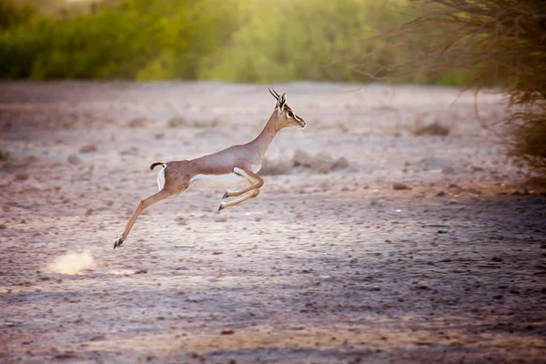 Jumping gazelle on Sir Bani Yas island, UAE — Stock Photo, Image