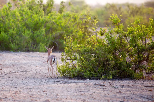 Small gazelle on Sir Bani Yas island, UAE — Stock Photo, Image