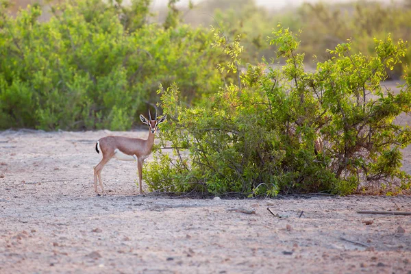 Kis gazella a Sir Bani Yas island, Egyesült Arab Emírségek — Stock Fotó