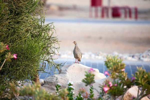 Um sandgrouse vigilante na ilha de Sir Bani Yas, Emirados Árabes Unidos — Fotografia de Stock