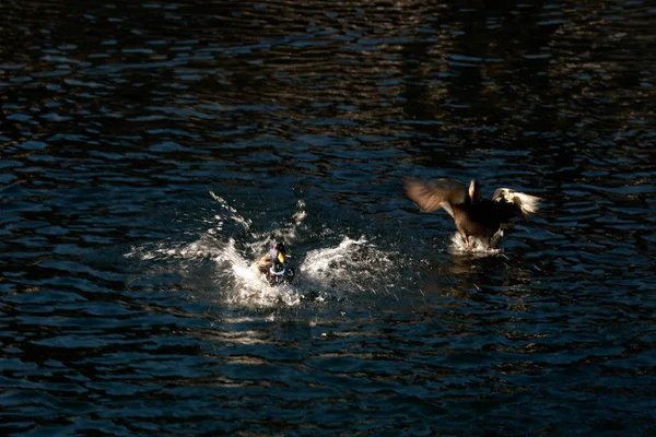 Wild ducks landing in St. Moritz, Switzerland — Stock Photo, Image