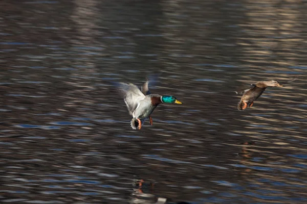 Wild ducks landing in St. Moritz, Switzerland — Stock Photo, Image