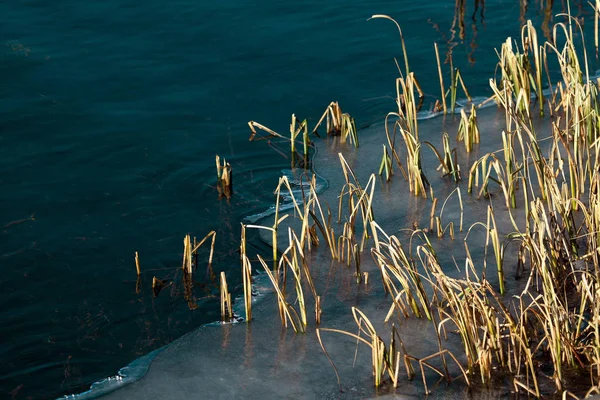 Plantas de agua atrapadas en hielo —  Fotos de Stock