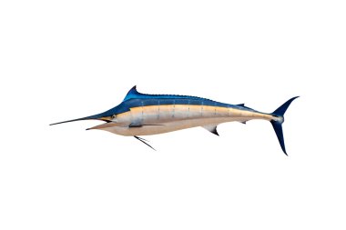 Marlin - Swordfish,Sailfish saltwater fish (Istiophorus) isolate clipart