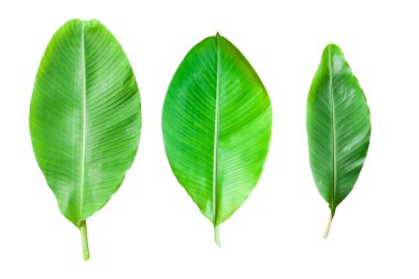 Beyaz arka plan üzerinde izole taze muz yaprağı.