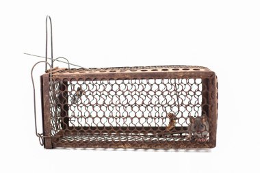 Beyaz arka plan üzerinde kafeste sıkışıp sıçan.