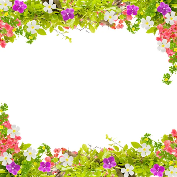 Güzel yeşil yaprak çerçeve çiçek beyaz arka plan üzerinde